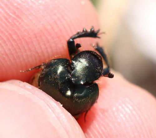 Réf. 217 433 : Onthophagus vacca